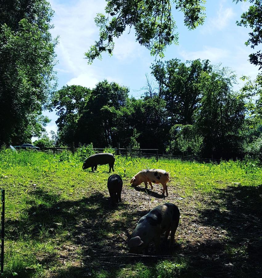 فيلا Meadow Barn أكسمنستر المظهر الخارجي الصورة